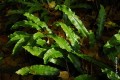 Phyllitis scolopendrium jesienią