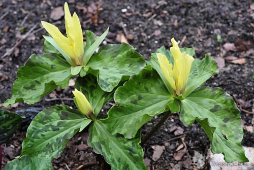 Trillium luteum