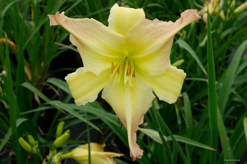 Liliowiec „EveryDaylily Pink Cream”