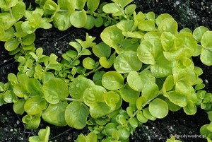 Lysimachia nummularia „Aurea” - tojeść rozesłana