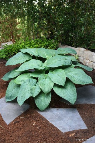 Hosta „Jurassic Park”