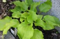 Hosta „Cranberry Wine”