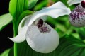 cypripedium_ulla_silkens8.jpg
