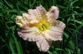 Hemerocallis ''Spring Rapture''