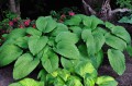 Hosta "Niagara Falls"