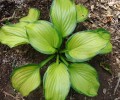 Hosta „Stained Glass”