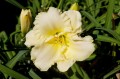 Hemerocallis „Joan Senior”