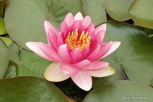 Nymphaea „Charles de Meurville” - lilia wodna, grzybień
