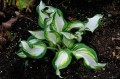 Hosta "Marshmallow Sky"