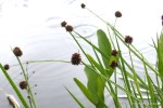 Juncus ensifolius - sit mieczolistny