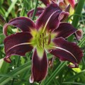 Hemerocallis „Painted Black”