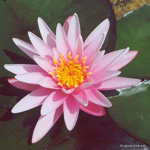 Nymphaea „Starburst”