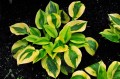 Hosta "Glad Rags"
