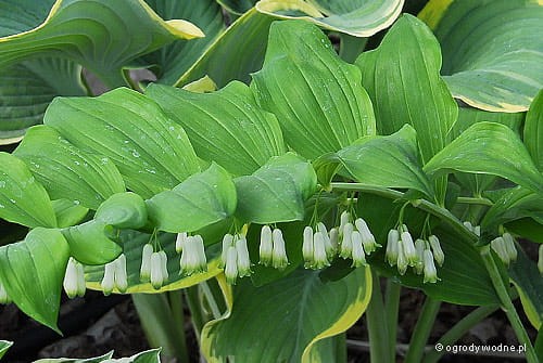 Polygonatum latifolium