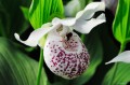 cypripedium_ulla_silkens6.jpg