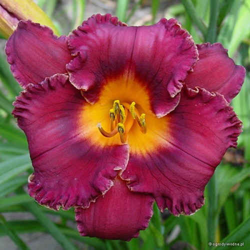 Hemerocallis „Night Whispers”