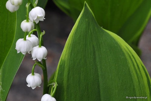 Convallaria majalis „Aureomarginata”