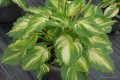 Hosta „Lakeside Paisley Print”