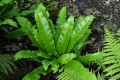 Phyllitis scolopendrium