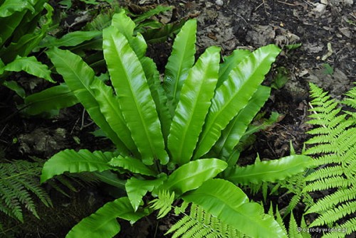 Phyllitis scolopendrium