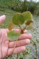 Hydrocharis morsus-ranae - pojedynczy