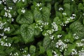 Brunnera macrophylla „Mrs Morse”