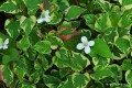 Houttuynia cordata „Chameleon”
