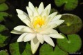 Nymphaea „Inner Light”