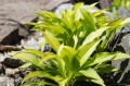 Hosta ''Munchkin Fire''