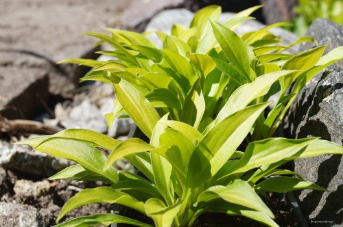 Hosta ''Munchkin Fire''