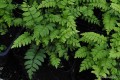 Polystichum makinoi