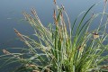 Carex riparia, Fot. flickr.com, użytkownik Rictor Norton &amp; David Allen, licencja CC