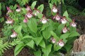 Cypripedium „Gisela” - 5 lat w ogrodzie