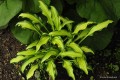 Hosta „First Mate”