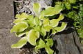 Hosta ''Sweetie''