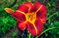 Hemerocallis „Bogumił”