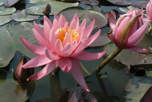 Nymphaea „Inka”