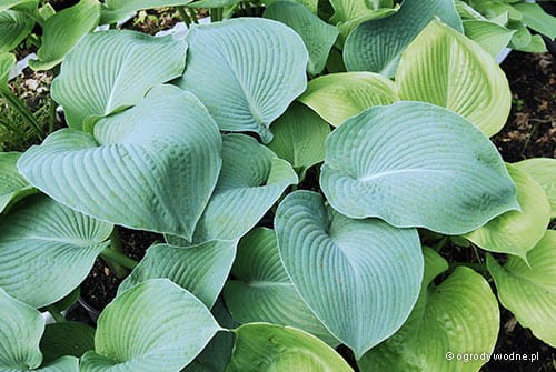 Hosta „Blue Umbrellas”