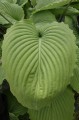 Hosta „Niagara Falls”