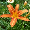 Hemerocallis „Margaret Perry” fot. KG