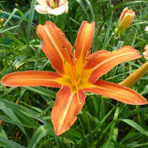 Hemerocallis „Margaret Perry” fot. KG