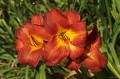 Hemerocallis „Król Jan III Sobieski”