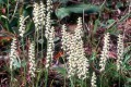 Spiranthes cernua Fot. flickr.com, użytkownik NC Orchid (grupa roślin)