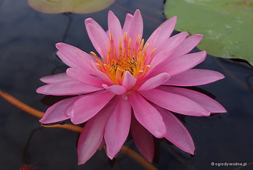 Nymphaea „Perry's Magnificent”