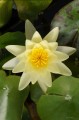 Nymhaea „Marliacea Chromatella”
