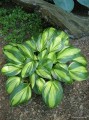 Hosta „Rainbow's End”