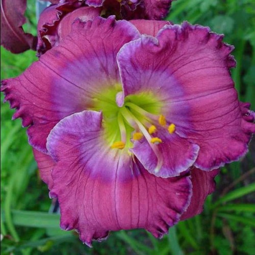 Hemerocallis „Lavender Blue Baby”