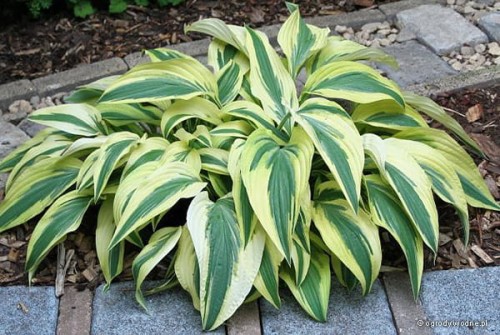 Hosta „Lakeside Dragonfly”