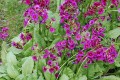 Primula japonica „Miller's Crimson”