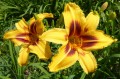 Hemerocallis "Bonanza" fot. KG